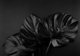 Shiny dark natural monstera leaves bouquet. Black Friday tropical banner, poster background template.
