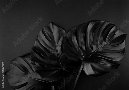 Shiny dark natural monstera leaves bouquet. Black Friday tropical banner, poster background template. photo
