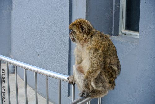 The Barbary macaque population in Gibraltar is the only wild monkey population on the European continent. Monkeys of gibraltar, Spain.