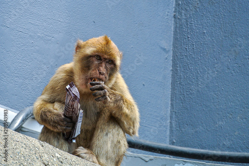 The Barbary macaque population in Gibraltar is the only wild monkey population on the European continent. Monkeys of gibraltar, Spain.