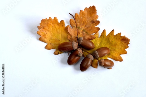 Acorns and oak leaves on a white background