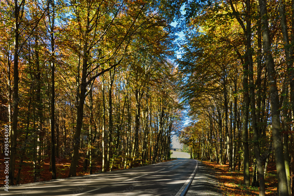 Road in autumn forest, light-filled beech forest, autumnal colors, alternation of light and shadow on the street