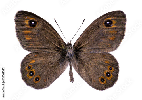 butterfly Lasiommata maera isolated on white background