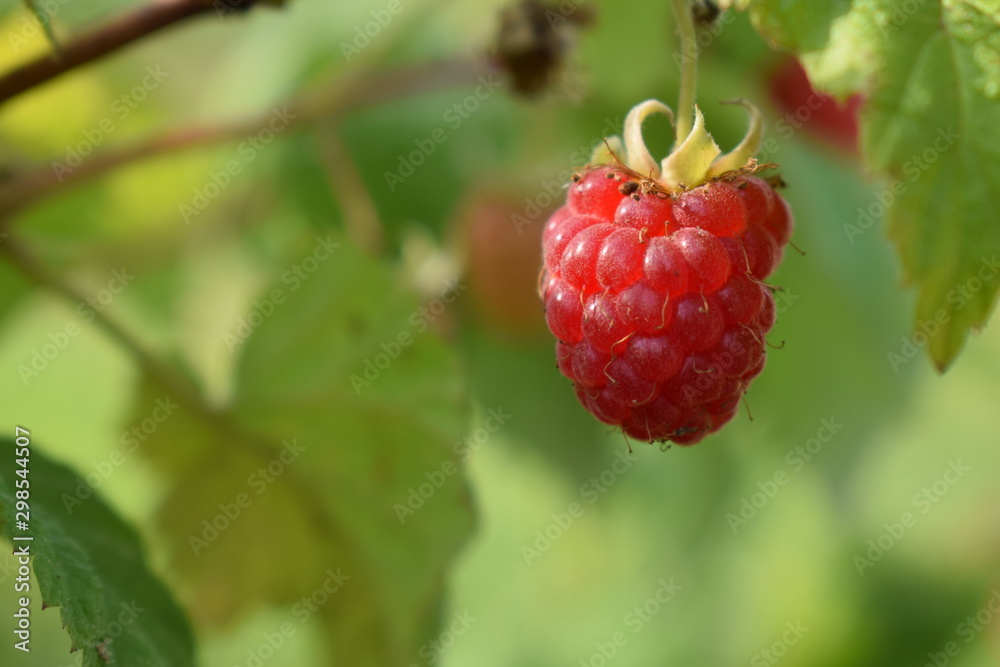 Ripe raspberry Ripe raspberry