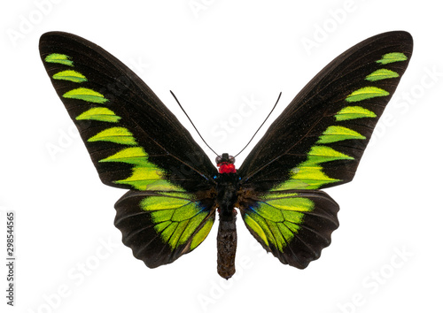butterfly Trogonoptera brookiana isolated on white background