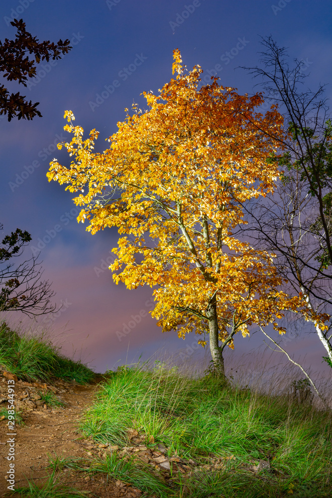 yellow autumn birch on dark sky