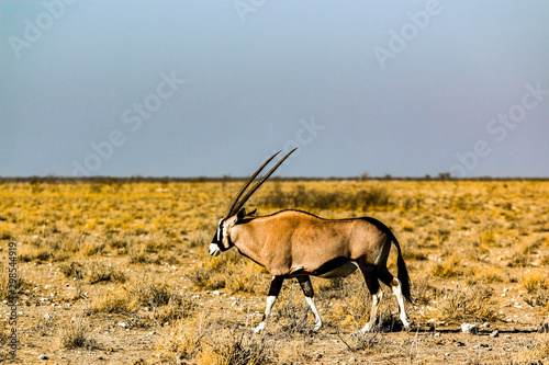 Oryx au parc national d'etosha en namibie, afrique