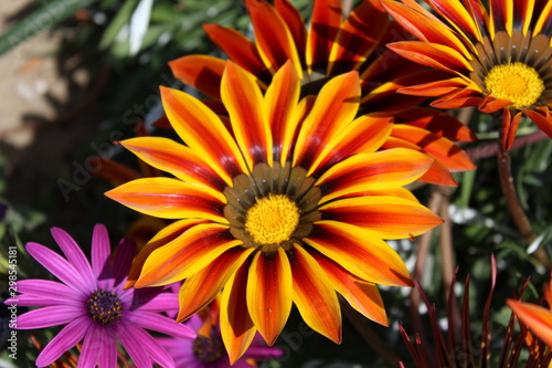 Exotische Blume - Orange und lila Pflanze © MarcusHeaven