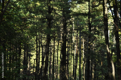 Forest and the mountain