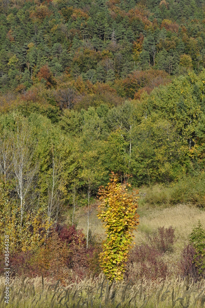Fototapeta premium Forest and the mountain