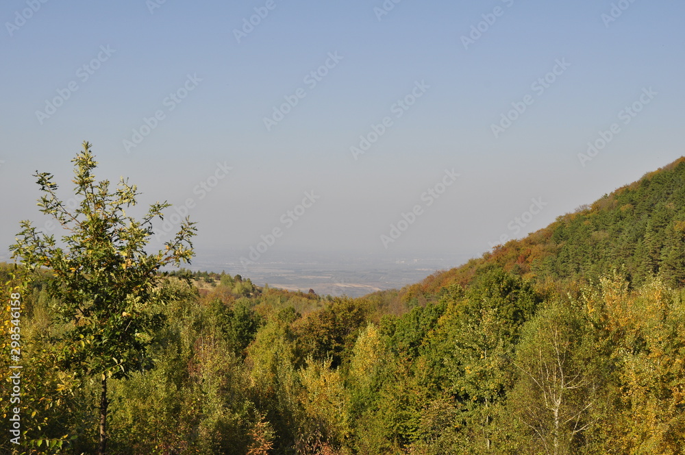 Forest and the mountain