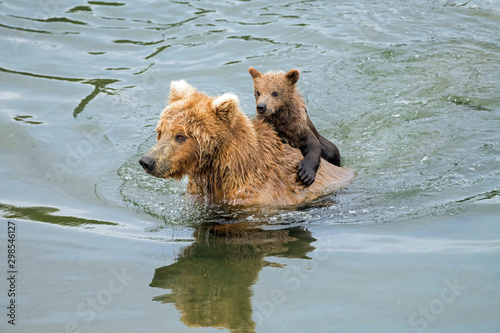 Wild brown bear carrying a young cub on her back as she swims across a river.