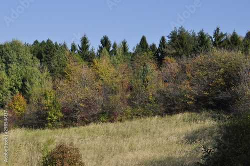 Forest and the mountain