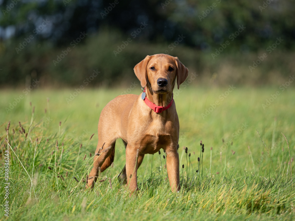 Fox red labrador standing