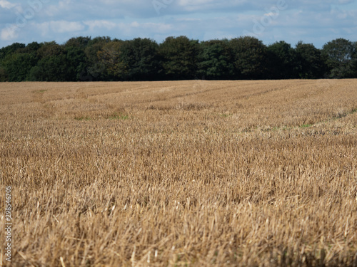 Cereal field after harvest