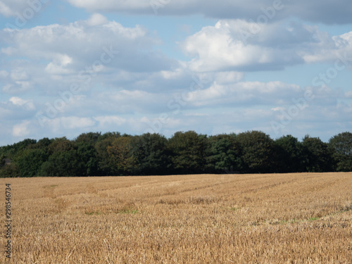 Cereal field after harvest