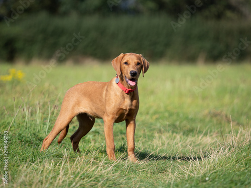 Fox red labrador standing