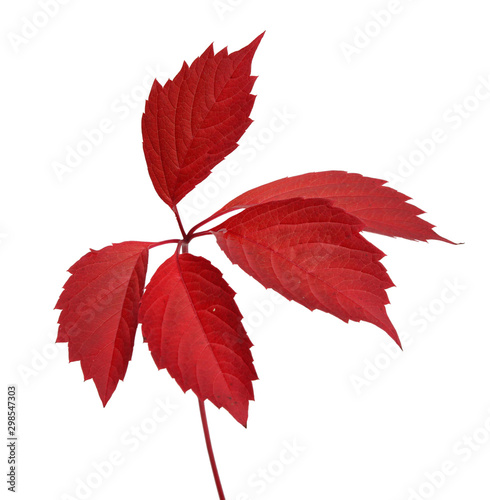 Red liana red autumn leaves isolated white