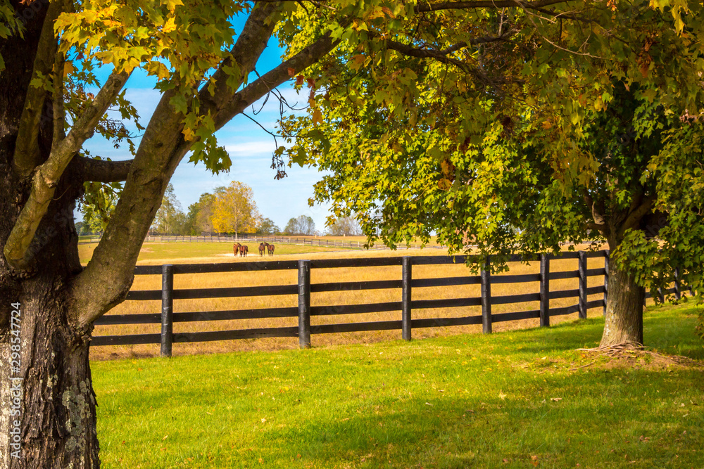 Horses at horsefarm. Country autumn landscape. - obrazy, fototapety, plakaty 