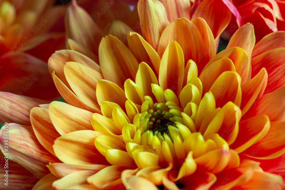 Fototapeta premium Close up with beautiful flowers.