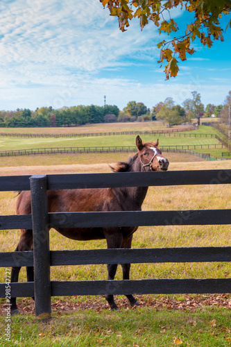 Horse at horsefarm. Country autumn landscape. © volgariver