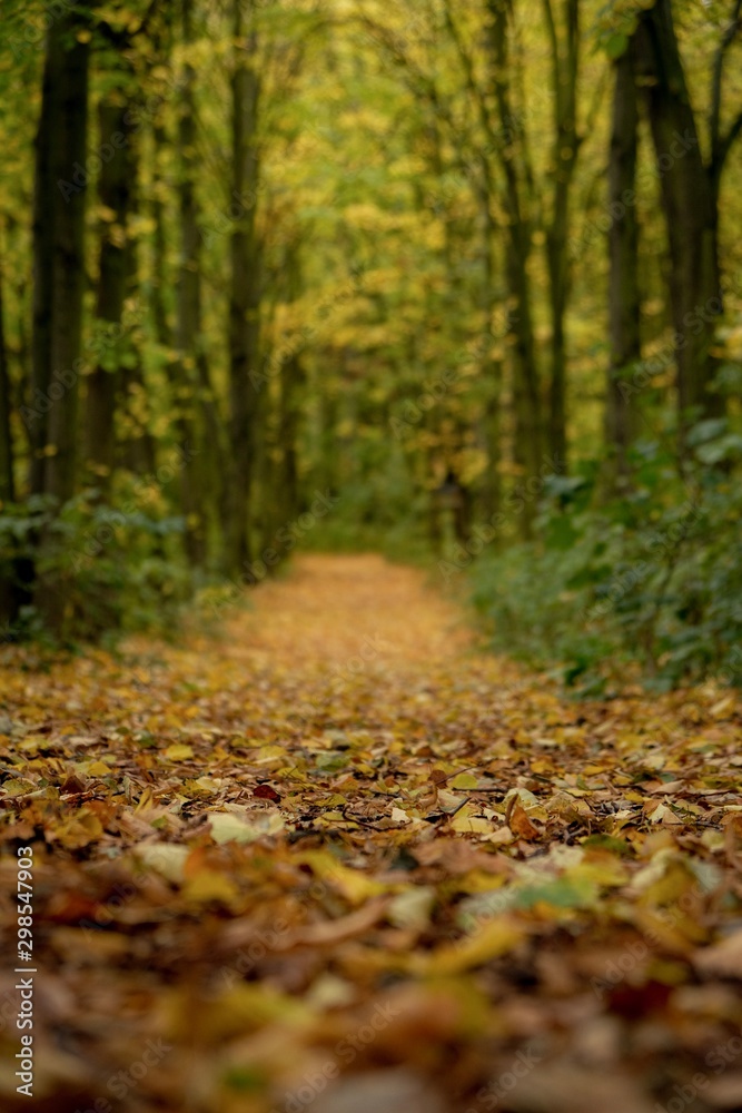 autumn in the forest autumn in the forest