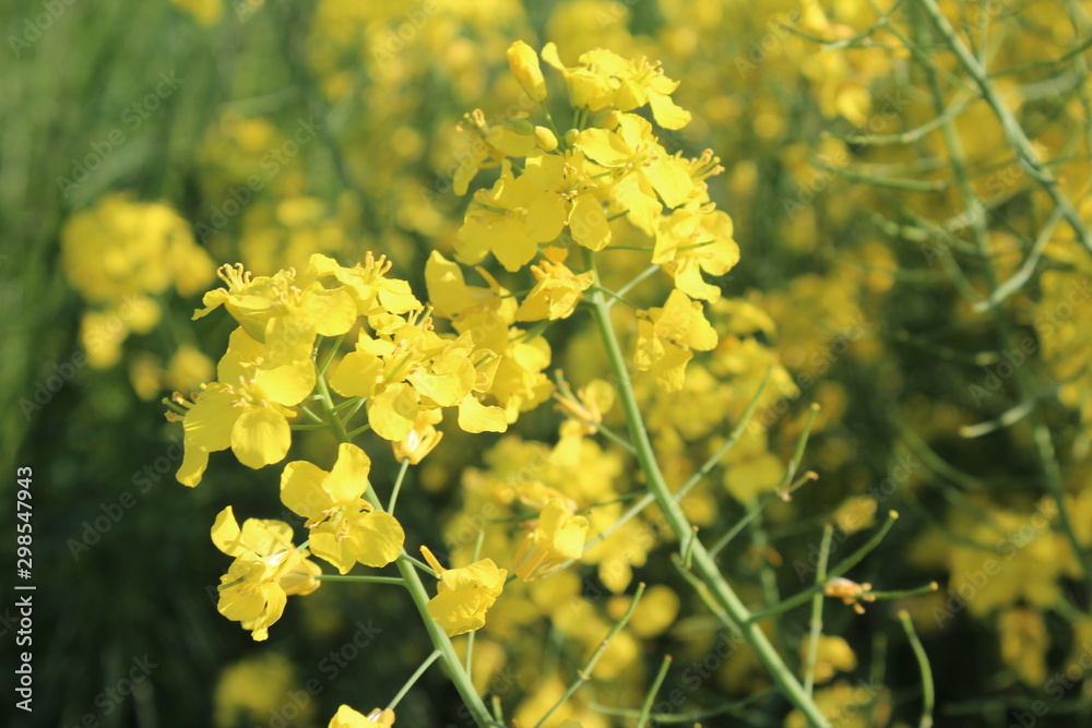 Obraz premium Nahaufnahme einer Rapsblüte