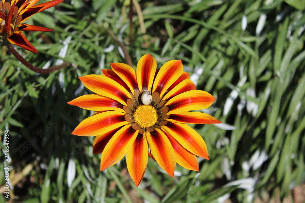 Wunderschöne Blume mit Schnecke - Nahaufnahme Wunderschöne Blume mit Schnecke - Nahaufnahme