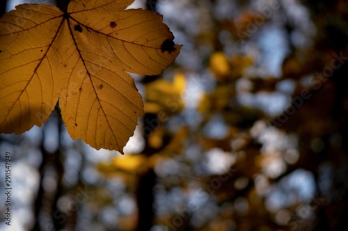 autumn leaves on tree