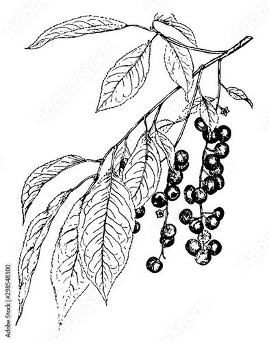 Wild Black Cherry vintage illustration.