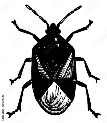 Flowerbug, vintage illustration.