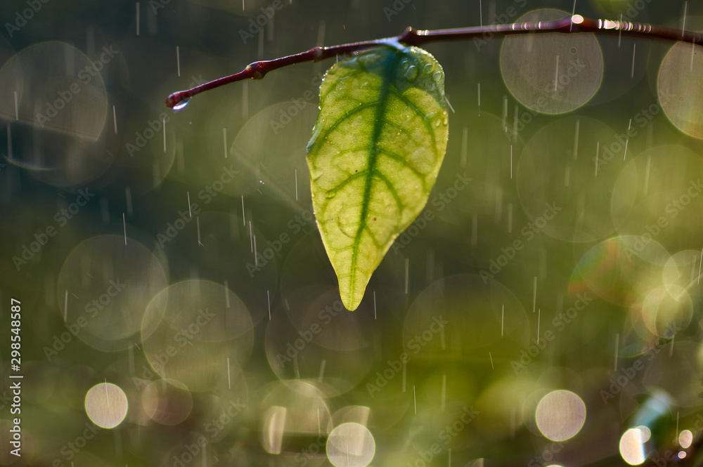 Fototapeta premium Green leaf with wet and water drops in the rainy season