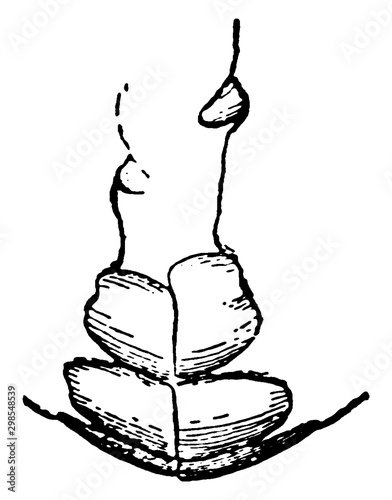 Nippers at seven years, vintage illustration.