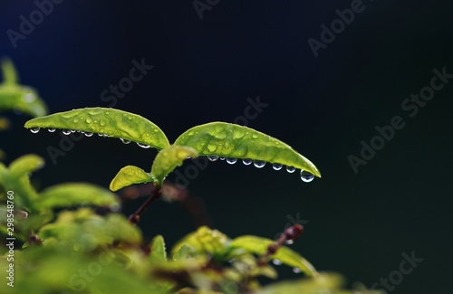 Green leaf with wet and water drops in the rainy season