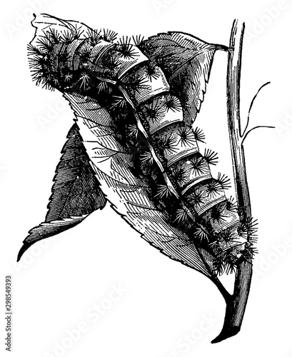 Larva, vintage illustration. photo