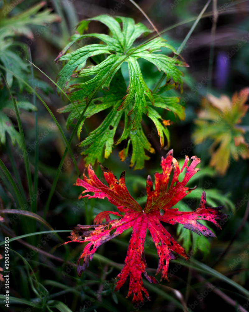 A red and green leaf of a plant A red and green leaf of a plant