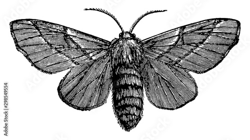 Female Moth, vintage illustration.