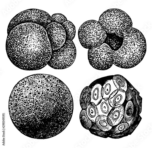 Foraminifera, vintage illustration. photo