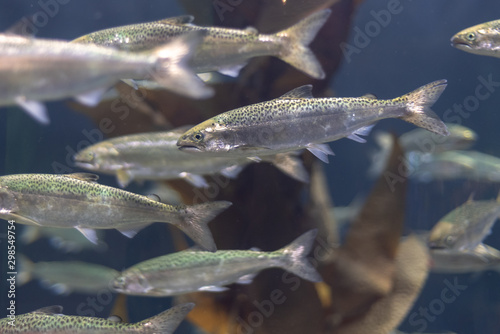 young salmon in aquarium