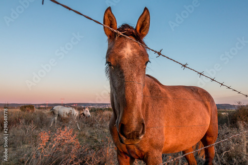 Lusitan Horse - Portugal - Golega posing to the camera photo