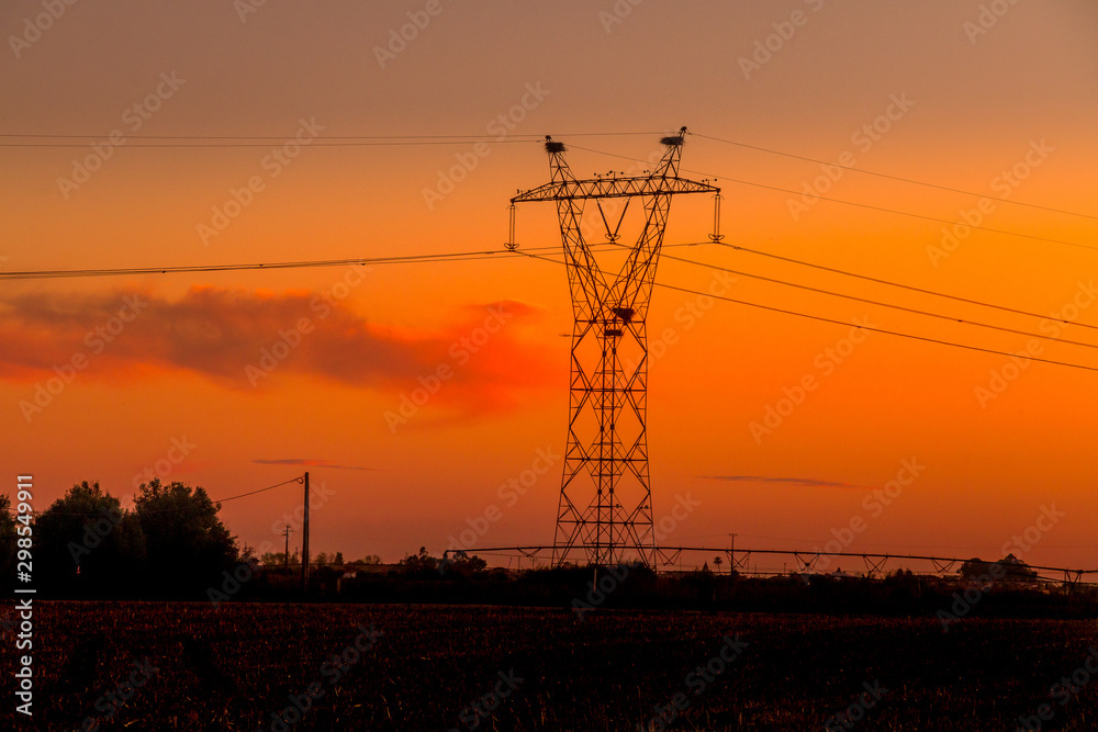 Eletric tower with nests at the sunset