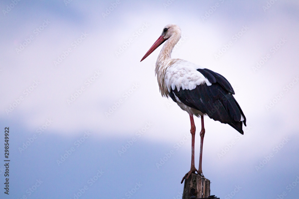 Fototapeta premium The white stork (Ciconia ciconia) is a large bird in the stork family, Ciconiidae.
