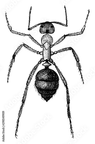 Slave Ant, vintage illustration.