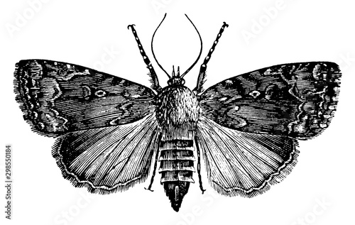 Grape Vine Moth, vintage illustration.