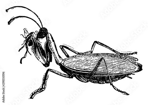 Mantis, vintage illustration.