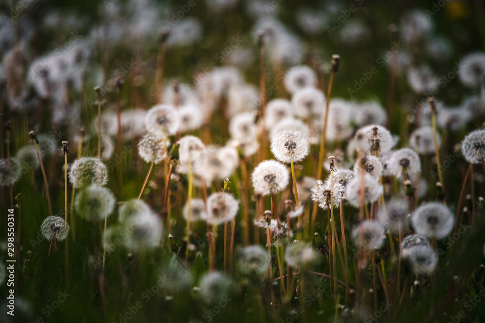 A field of dandelion