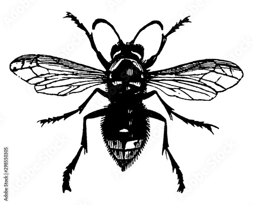 White faced Wasp, vintage illustration.