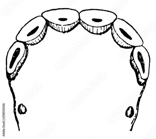 Lower nippers at six years, vintage illustration.
