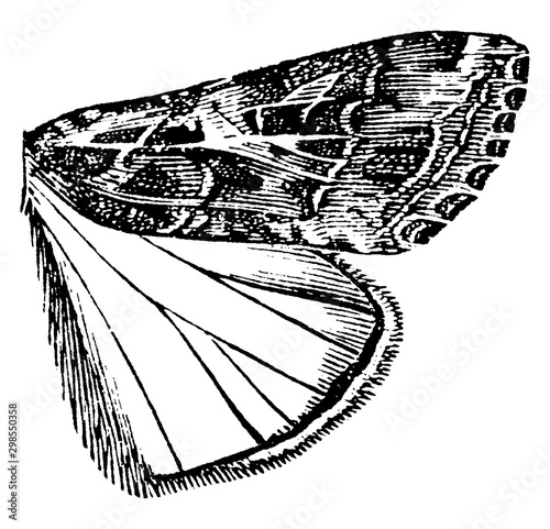 Owlet Moth, vintage illustration.