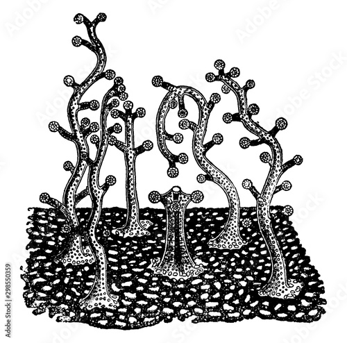 Millepora, vintage illustration.